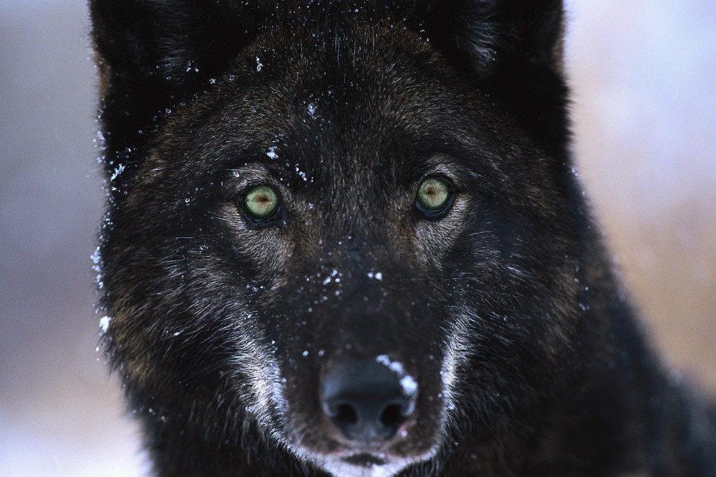 "alexander archipelago wolves on the prince of wales island endangered"
