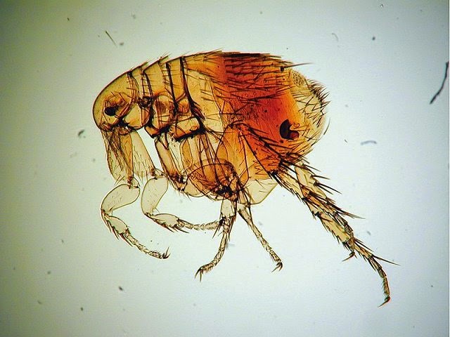 "flea found infected with 20 million year old plague"