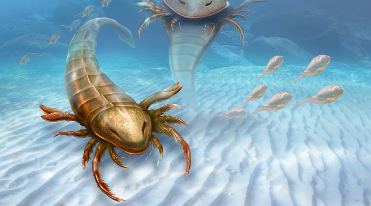 "pentecopterus sea scorpion discovered"