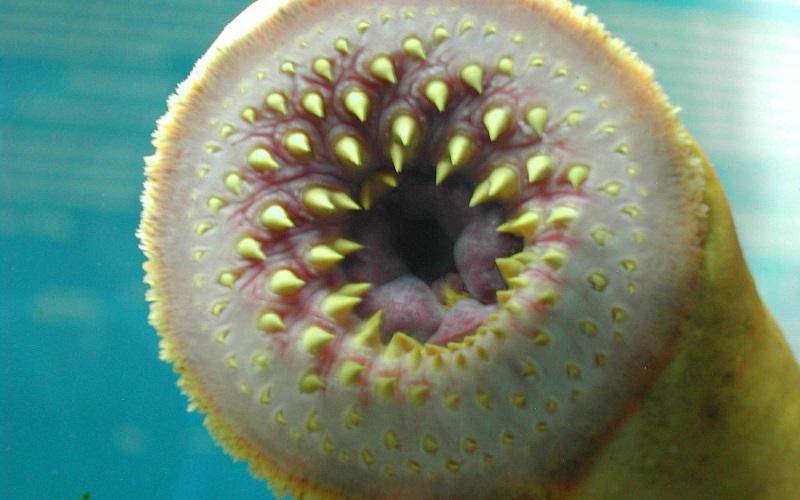 "lamprey population is down in the great lakes"