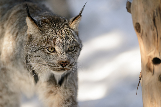 "canada lynx in main needs a helping hand"