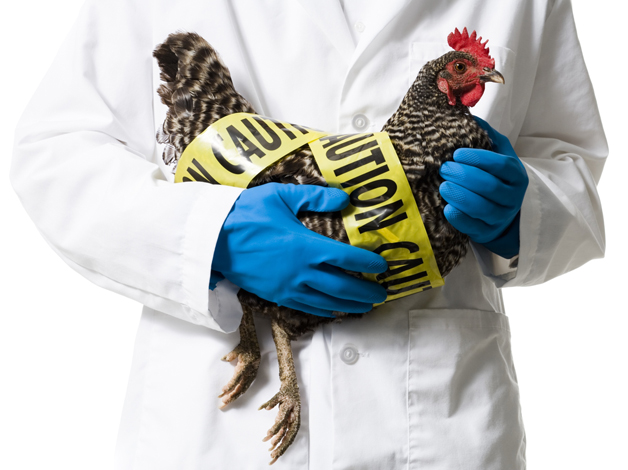 "gmo chickens helping against the bird flu"