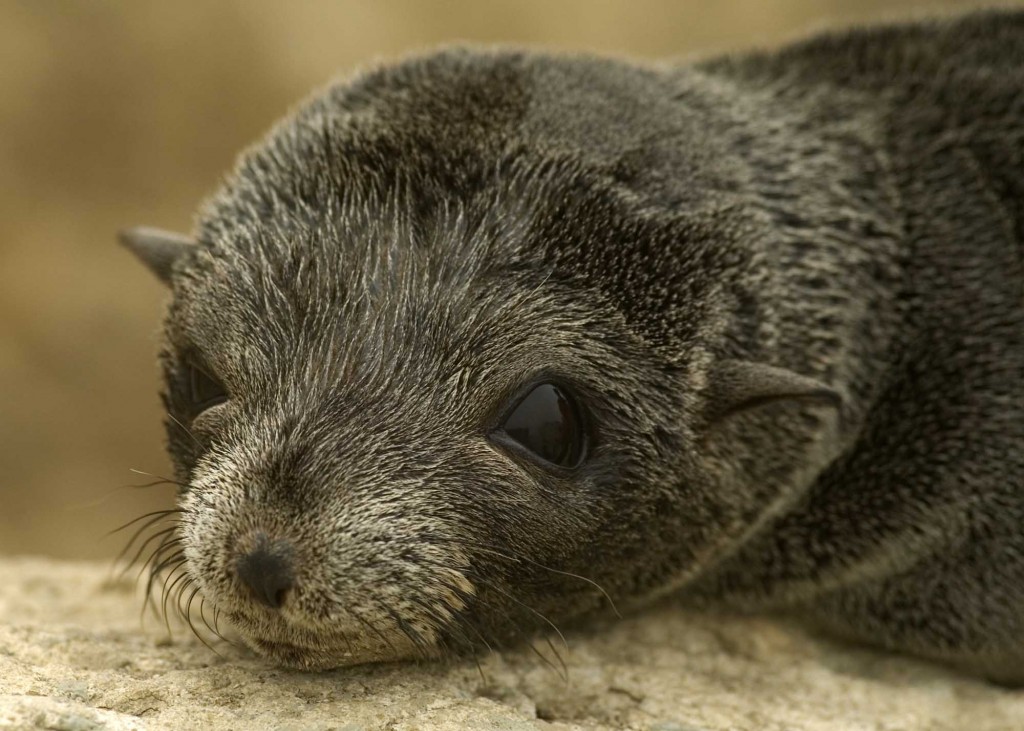 "guadalupe fur seals found in a number of 80 in california"