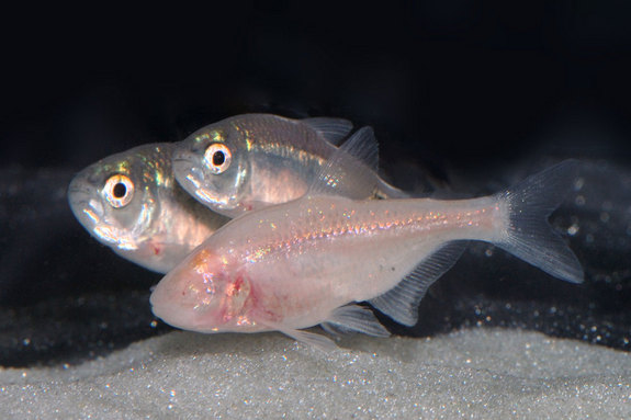 Mexican Cavefish Traded Their Eyes For Energy