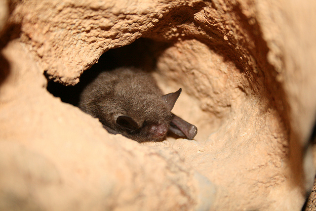 "national park caves closed for the sake of bats"