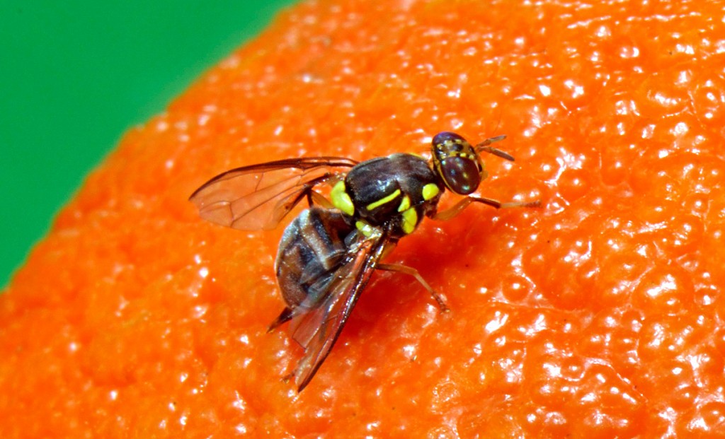 "redland area in miam-dade county quarantined due to oriental fruit fly"