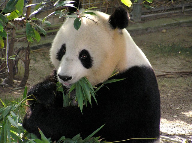 Panda Protections Save 100 Other Species