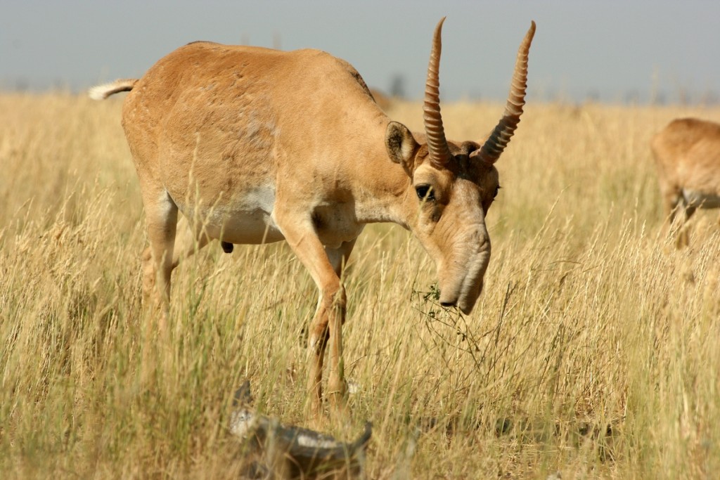 "60,000 saiga antelopes dead in four days"