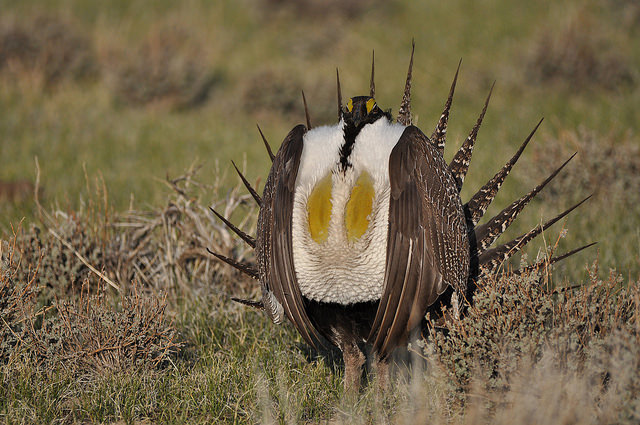 "sage-grouse population can decline by 50% in 30 years"