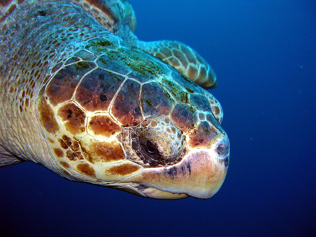"loggerhead sea turtles recovery"
