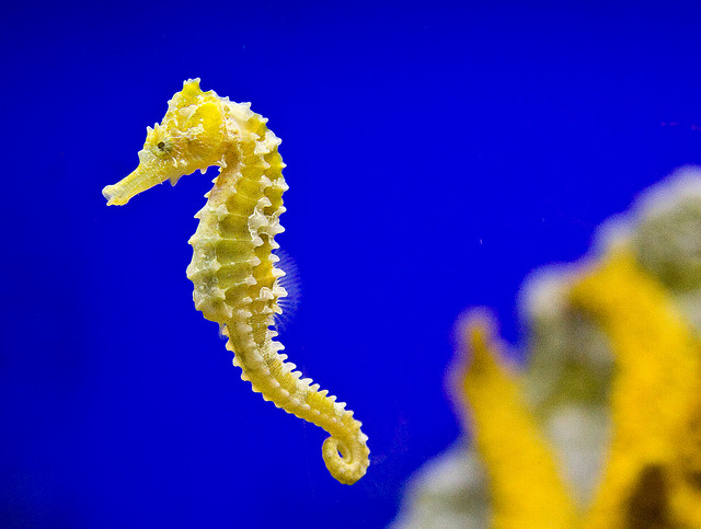 "male seahorse pregnancy benefits"
