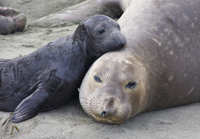 "elephant seals bring a spike of mercury in coastal waters"