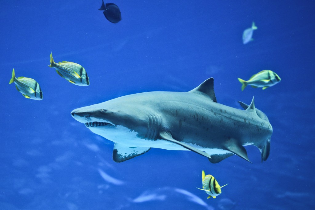 "sharks becoming more common in florida and north carolina"