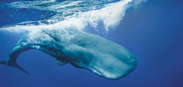"sperm whale dialect is learned from others"
