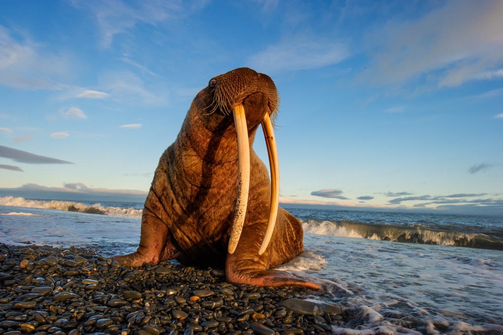 "walruses haul out due to climate change"