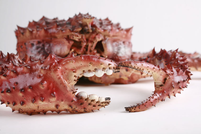 "king crabs might migrate to the continental shelf of antarctic"