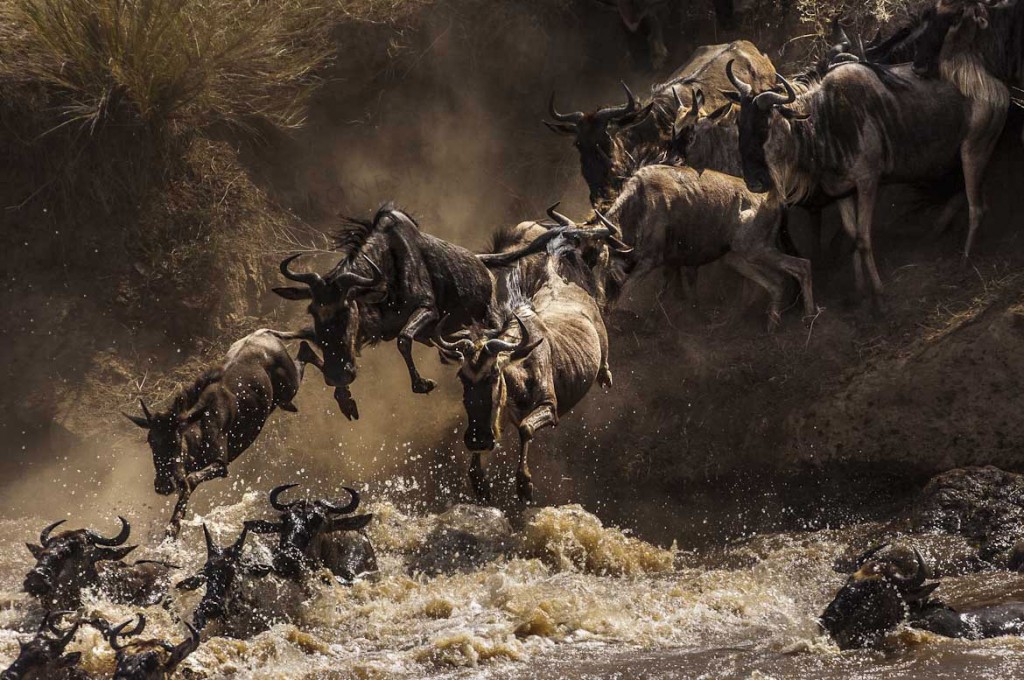 "wildebeest broadcasted during serengeti migration"
