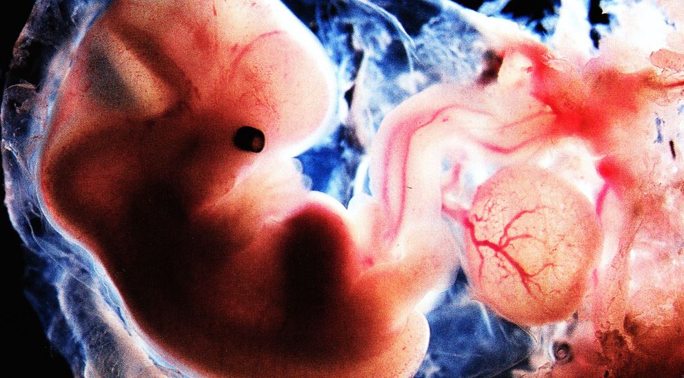 "UK Scientists Ask Permission to Alter Human Embryos"