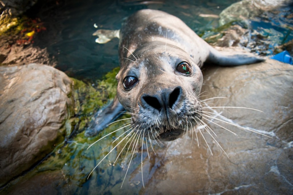 "seal whiskers help them find and catch prey"