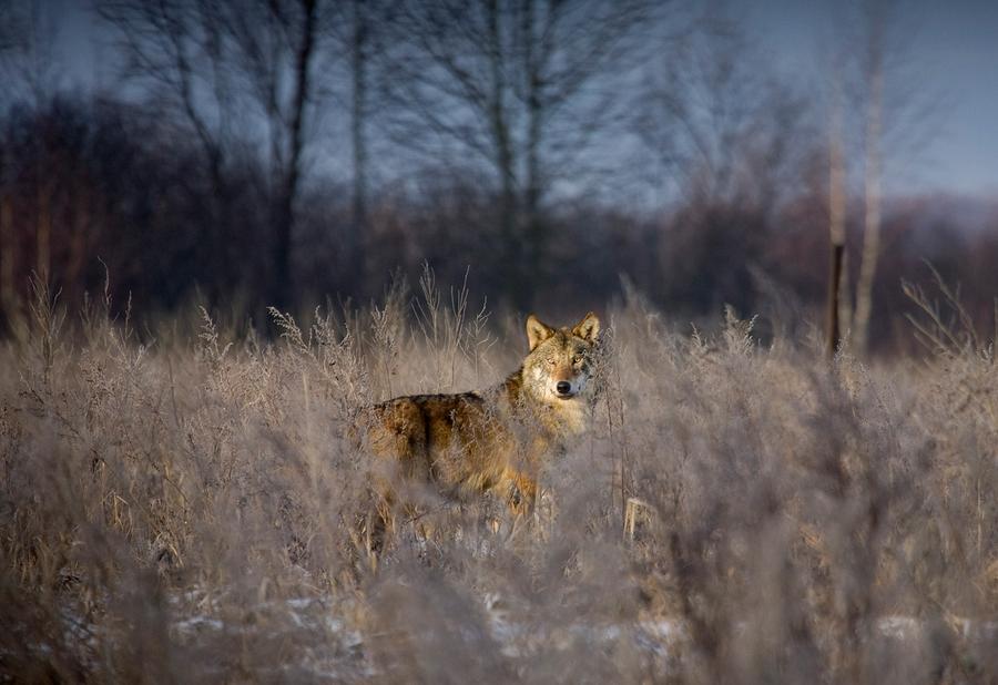 "chernobyl wildlife thrives in the radiation area"