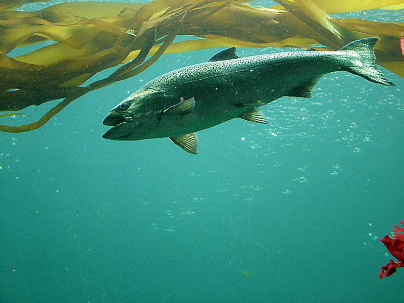 "chinook salmon numbers dropped"