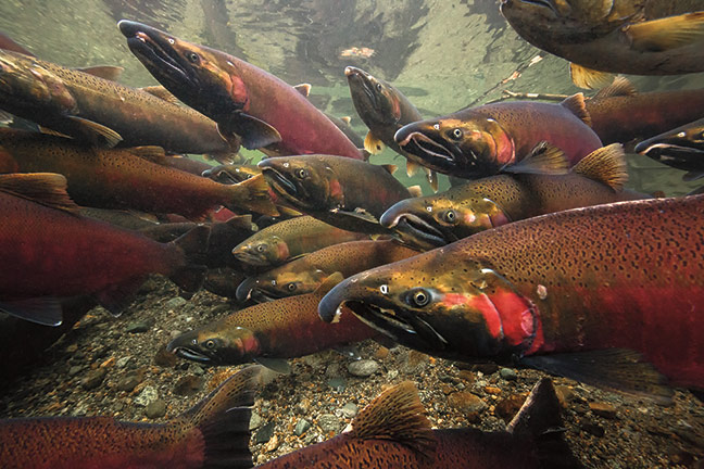 "coho salmon polluted by urban runoff"