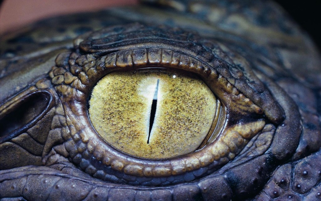 "crocodile eye"