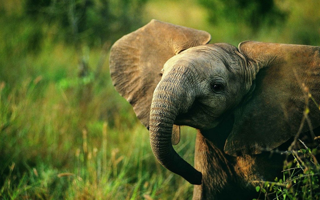 "elephants may aid treatments against cancer"