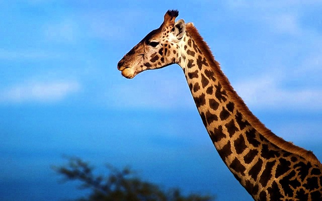 "the mystery behind the giraffe's neck is solved"
