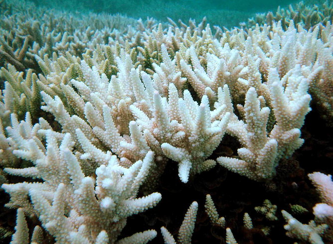 "coral bleaching will be caused by global warming"