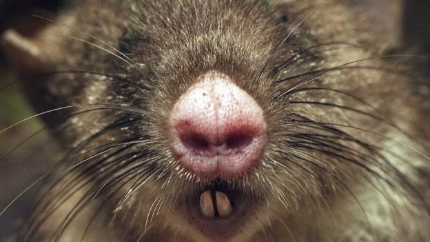 The Pig-Nosed Vampire Rat Indonesia