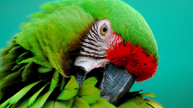 "the military and great green macaw are on the endangered species act"
