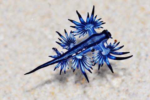 "blue sea dragon"