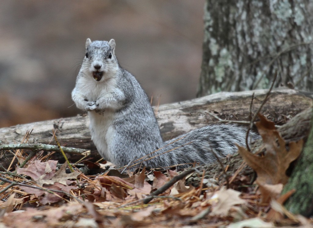 "delmarva fox squirrel"