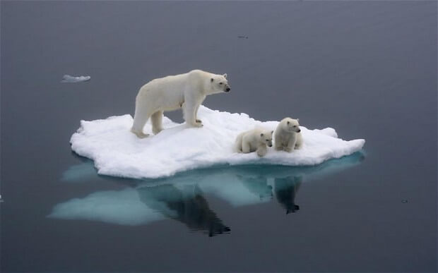 "polar bears on ice"