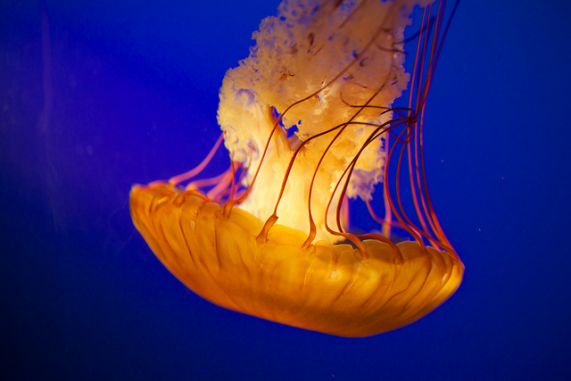 "jellyfish and lampreys interesting movement"