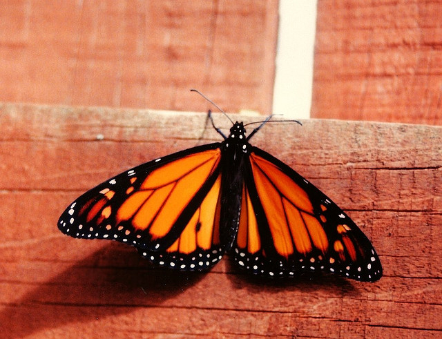 "monarch butterfly population grows 4 times"