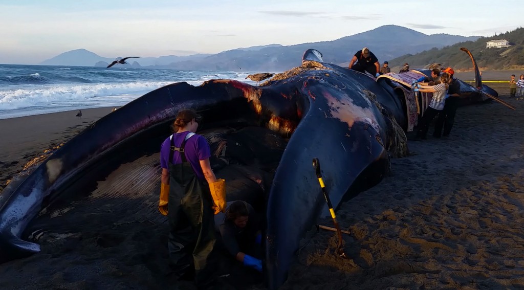 "beached blue whale in oregon"