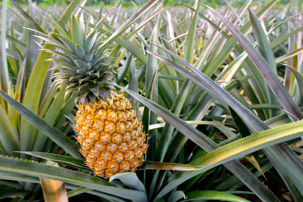 "pineapples secrets"