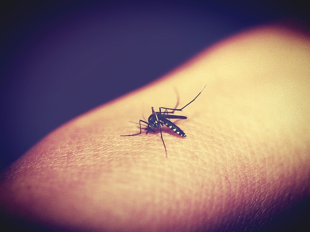 "The cyclin protein was found to be the cause of the fast growth seen in malaria."