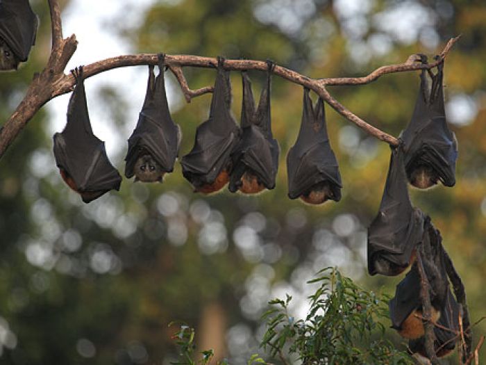 alt="Bats Hanging Upside Down"