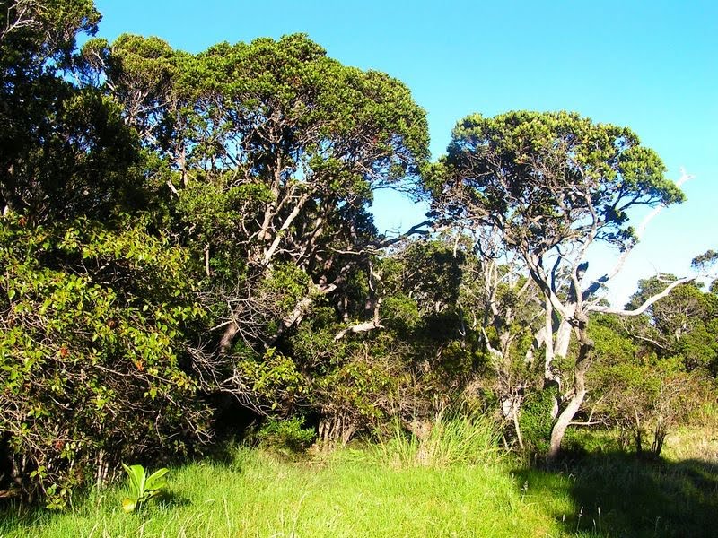 "Ohia trees endangered"