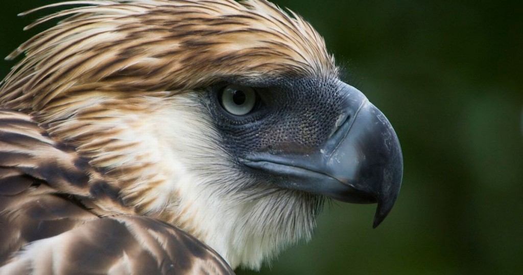 "hope for the philippine eagle"
