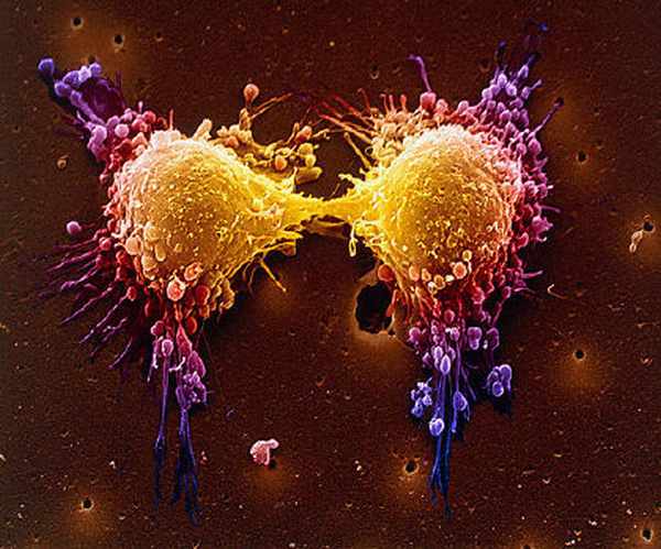 "cancer cell mutation"