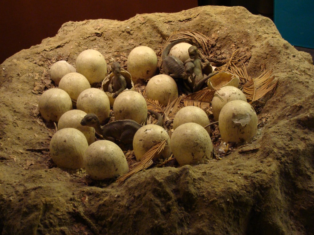 "dinosaur eggs"