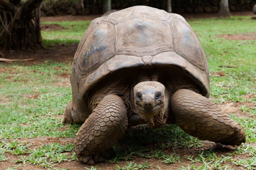 "giant tortoise"