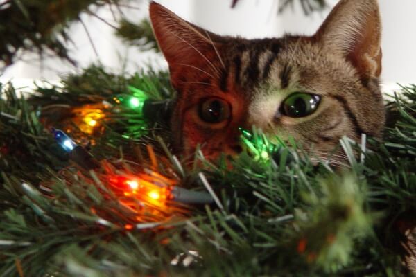 "pet in Christmas tree"