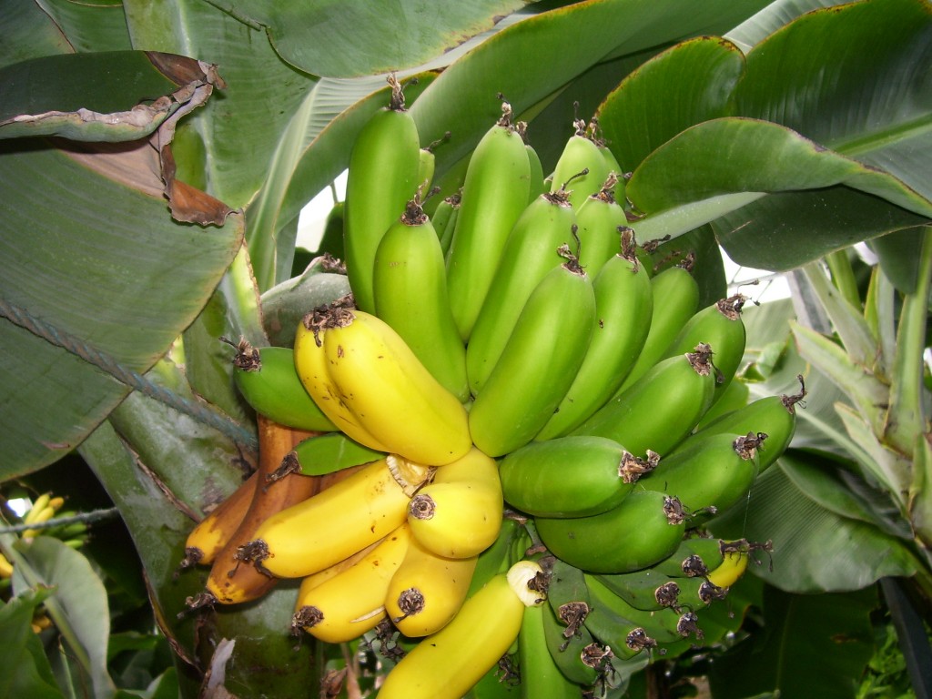"bananas"