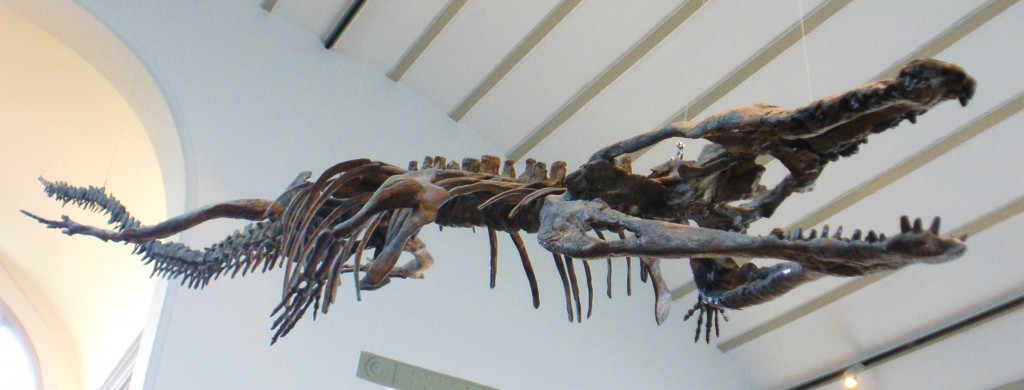 "Bus-Sized Crocodile Fossils were discovered in Tunisia "