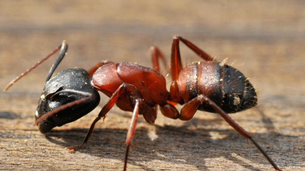 "carpenter ants social behavior"